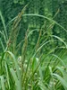 Spartina pectinata 'Aureomarginata', Goldrandgras, ca. 9x9 Produktbild-Vorschau 1