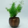 A small green plant in a brown pot. Produktbild-Vorschau
