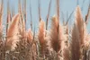 A close-up view of tall, feathery pampas grass plumes in soft pink and tan hues against a clear blue sky. Produktbild-Vorschau