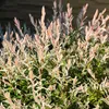 Bakker.com - Harlekinweide auf Stamm, Der topf / 3L / stamm Produktbild-Vorschau 4