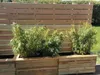 A wooden planter box with bamboo plants in front of a wooden fence. Produktbild-Vorschau