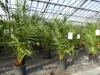 Palme 90-120 cm, Phoenix canariensis, kanarische Produktbild-Vorschau 8