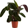 Bloomique - Calathea Warscewiczii - Roślina pawia - Rośliny Podgląd zdjęcia produktu 1