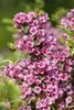 Weigela florida 'Nana Variegata', Weigelie, buntlaubig, Produktbild-Vorschau 4