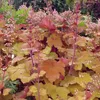 6 campanule viola  - Heuchera 'Caramel'  | Vaso 9 cm x 9 cm Anteprima dell’immagine prodotto 2