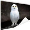 MuchoWow® Poster Schneeeule 60x40 cm - Produktbild-Vorschau 1