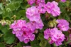 Hnojivo pro pelargonie Tekuté hnojivo pro pelargonie Náhled obrázku produktu 7