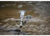 Minelab X-Terra Elite, Metall, 15 kHz, 5 m, LCD, 1380 mm, Produktbild-Vorschau 8