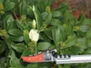 Garten PRIMUS Schneidgiraffe Rosenkavalier klein Länge: 630 Produktbild-Vorschau 6