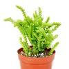 Sukulent - Crassula lycopodioides - Myší chvost - v Náhľad obrázku produktu 2