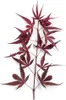 Acer palmatum 'Shaina', Japanischer Ahorn, kompakt, 60–80 Produktbild-Vorschau 13