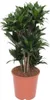 Drzewo smocze Dracaena Compacta Ø24 cm ↕80 cm Roślina Podgląd zdjęcia produktu 1