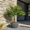 Karłatka niska - Chamaerops humilis - Wysokość 70-80cm - Podgląd zdjęcia produktu 6