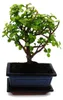 Bonsaj - Portulacaria afra - Nefritovník - Africký sloní Náhled obrázku produktu 2