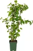 Orešník lieskalý (Corylus avellana) odroda „Lange Spaanse“. Náhľad obrázku produktu 4