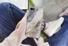 MuchoWow® Handyhülle Schutzhülle Hülle für iPhone 8 Produktbild-Vorschau 3