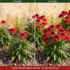 Stauden Gänge 1 x Echinacea purpurea 'Lakota Red' - Roter Produktbild-Vorschau 4