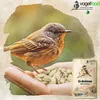 25 kg Erdnusskerne Splits (ganze und halbe Nüsse) Produktbild-Vorschau 2