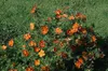 Potentilla 'Red Ace', Fingerstrauch, leuchtend rot, ca. 9x9 Produktbild-Vorschau 2