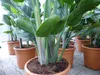Strelitzia Strelitzie weiß Augusta 160 - 180 cm, Produktbild-Vorschau 5