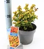 Leucothoe axillaris ‘Curly Gold’ PBR – myrta hrozienková | Náhľad obrázku produktu 1