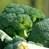 Brokkoli Ramoso Calabrese Samen - Brassica oleracea - Produktbild-Vorschau 5