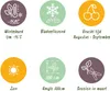 Green boutiQ - Arbre fruitier - Kiwi vert et jaune - Voir les images du produit 6