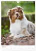 Australian Shepherds (Wandkalender 2027 DIN A4 hoch), Produktbild-Vorschau 8
