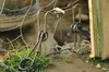X-Falle Metallfalle 13 cm mit 2 Federn und Produktbild-Vorschau 2