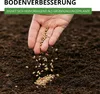 Phacelia Bienenfreund Samen 3 g - Phacelia tanacetifolia - Produktbild-Vorschau 5