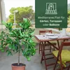 Meine Orangerie - Kaffir Limette Mezzo - Citrus Hystrix - Produktbild-Vorschau 5