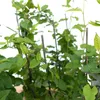 Vite di pizzo d'argento (Fallopia aubertii) 2L Anteprima dell’immagine prodotto 7