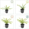 Plants by Frank | 60 Heckenkirsche Pflanzen | Lonicera Produktbild-Vorschau 6