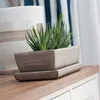A succulent plant in a rectangular planter with a saucer, placed on a wooden surface. Produktbild-Vorschau
