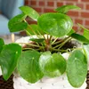 Ufopflanze - pflegeleichte Zimmerpflanze, Pilea Produktbild-Vorschau 5