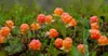 A close-up view of cloudberries growing on a mossy ground. Produktbild-Vorschau