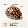 Tigerkauri, 5–7 cm – Ansicht 2 Produktbild-Vorschau