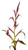 Trio de mini-broméliacées - lot de 3 plantes aux Voir les images du produit 5