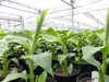 2 Stück Bananenstaude Musa Basjoo 60 - 80 cm winterhart Produktbild-Vorschau 2