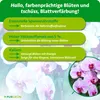 Purgrün Phalaenopsis-Dünger 1 Liter, Produktbild-Vorschau 3