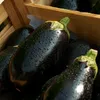 Aubergine Black Beatuy Samen - Solanum melongena - Produktbild-Vorschau 5