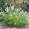 Stauden Gänge 1 x Pennisetum alopecuroides 'Little Honey' Produktbild-Vorschau 6