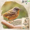 A bird is being fed sunflower seeds from a hand, with a bag of bird food in the foreground. Produktbild-Vorschau