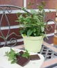 Schoko-Minze- Mentha x piperita - Kräuterpflanze im 12cm Produktbild-Vorschau 3