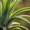 Zynesflora Tillandsien Luftpflanze Groß im Metall Halter - Produktbild-Vorschau 7