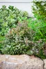 A close-up of a garden bed with various plants and a large rock in the foreground. Produktbild-Vorschau