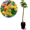 Prunus avium 'Rainier', Gelber Kirschbaum, Höhe 100cm, 5 Produktbild-Vorschau 1