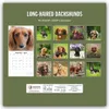 Long-Haired Dachshunds - Langhaardackel 2027 - Produktbild-Vorschau 2