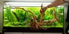 Legno Acquario Red Moor XXL 50-60 cm, decorazione naturale Anteprima dell’immagine prodotto 8