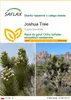SAFLAX - Joshua Tree - 10 Nasiona - Yucca brevifolia Podgląd zdjęcia produktu 1
